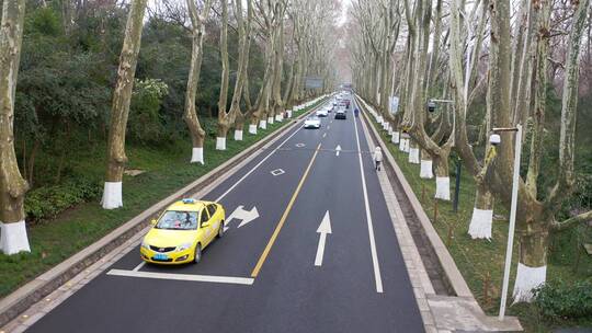 休闲林荫小道 道路绿化