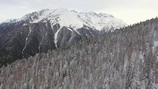 雪山松林