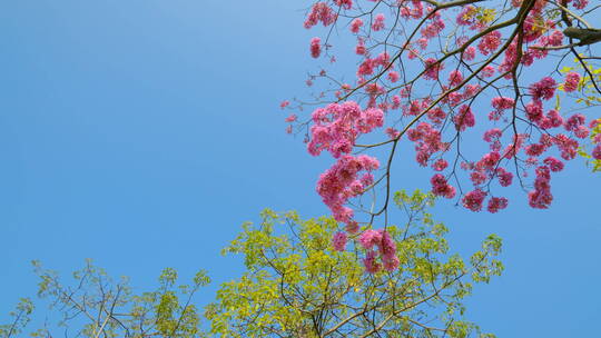 春天春暖花开仰视树林紫花风铃木满树红花