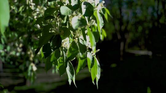 风吹动树叶绿叶