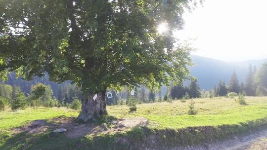 相册，大树，照片墙，照片树，美好一天