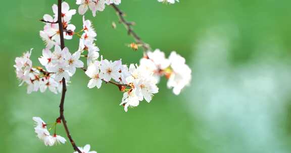 4k池塘边的樱花花簇特写升格