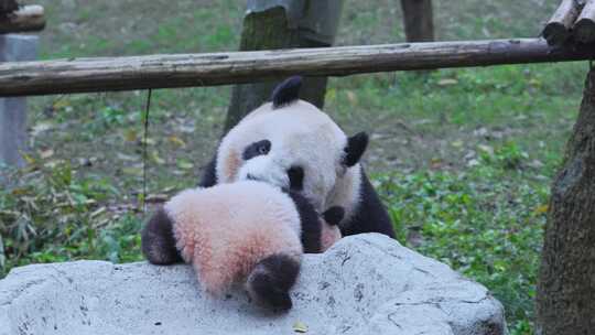 大熊猫妈妈和幼崽宝宝视频合集