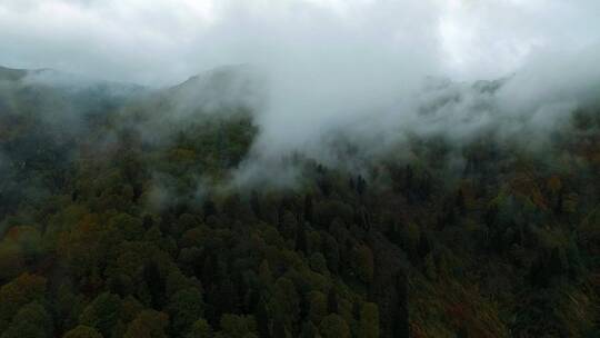 航拍浓雾笼罩的树林视频素材模板下载