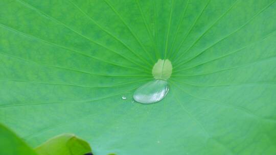 下雨荷叶上的水珠露珠露水