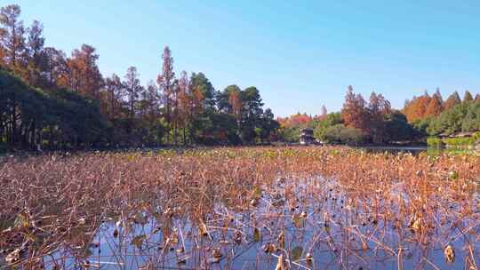 杭州西湖曲院风荷秋天水榭残荷风景