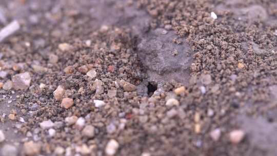 昆虫   蚂蚁 力量 自然  昆虫  蚂蚁打洞