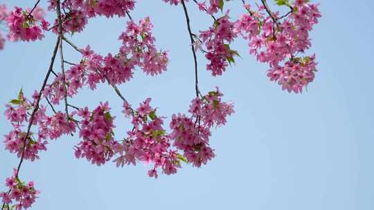 武汉市东湖磨山樱花园粉色樱花特写4k视频