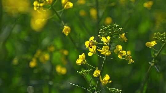 春天里的油菜花田