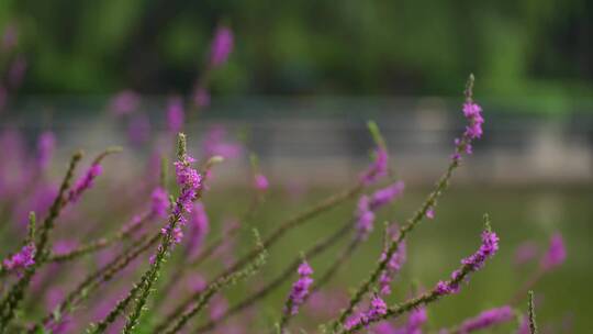 4K花草植物素材——千屈菜