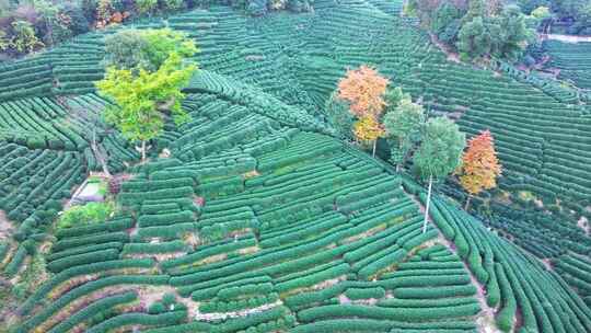 唯美杭州西湖龙井茶文化景区航拍茶园地茶叶