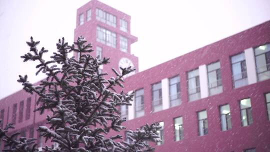 大雪时，钟楼前的冷杉树
