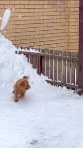 棕色泰迪狗在雪地中行走的画面