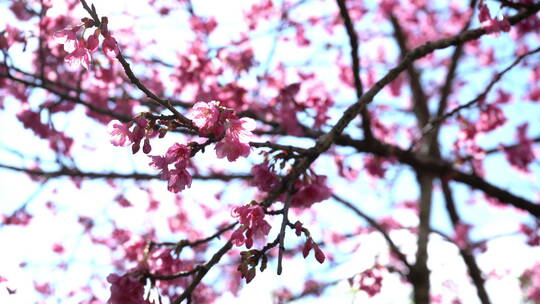 桃花枝干特写