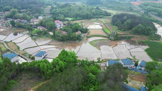 合集南方水田水稻种植航拍