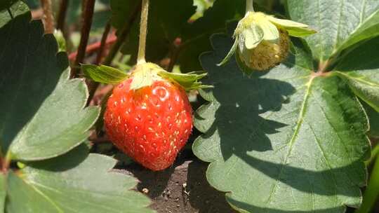 摘草莓 草莓