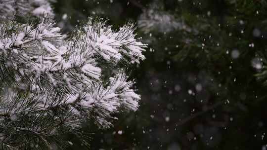 寒冷冬季公园松树雪花大雪空境升格