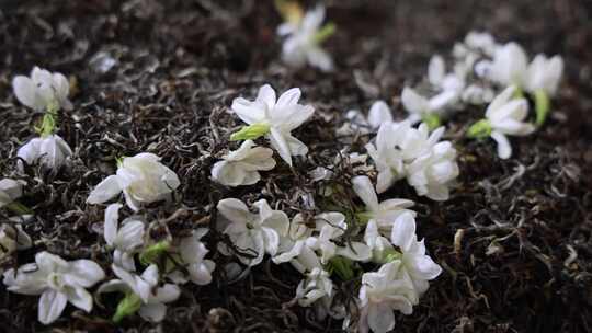 唯美茉莉花与茉莉花茶制作福州茉莉花种植园