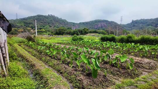 香芋园 香芋种植 芋头田