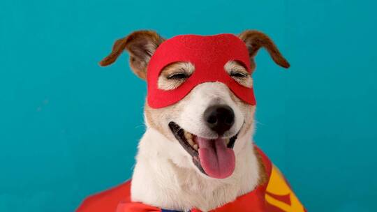 穿着超级英雄服装的有趣狗