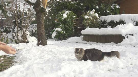 慢动作 猫捉雪球