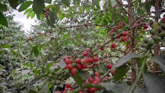 咖啡种植生产基地视频素材模板下载