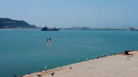 海边海鸥飞翔实拍