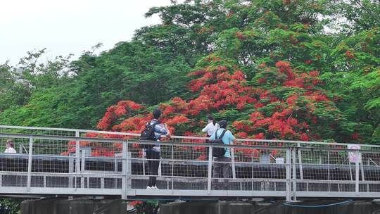 中国广东省广州市荔湾区花地河凤凰花