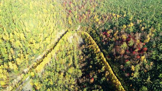 航拍大兴安岭秋季彩林山路