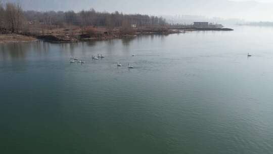 青海贵德天鹅湖水面树林航拍视频