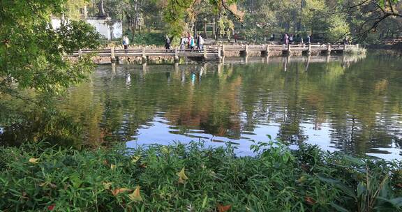 秋天阳光湖水秋叶美丽苏州天平山秋景