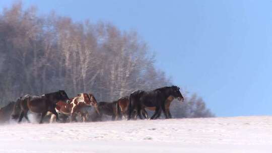 冬季乌兰布统景区马群奔跑