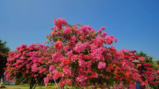 南宁青秀山三角梅花园叶子花