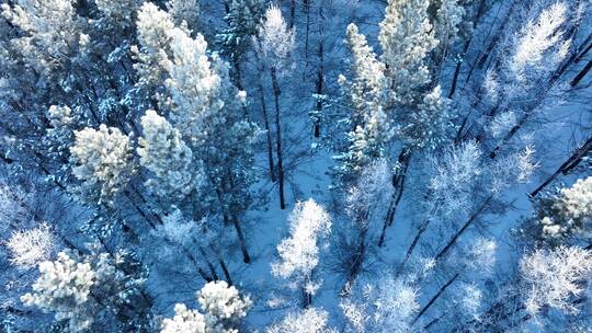 雪地森林俯拍大兴安岭雪松