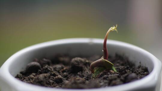 春天植物发芽延时