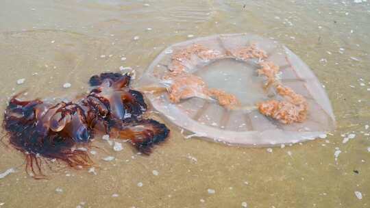 海边沙滩上海浪与搁浅的水母 4K
