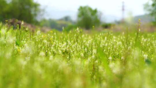 花草草丛野花