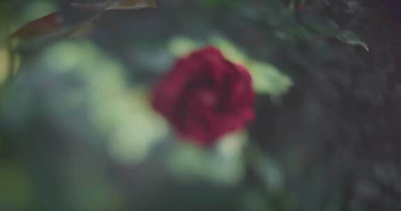 单红玫瑰变焦软焦点视频