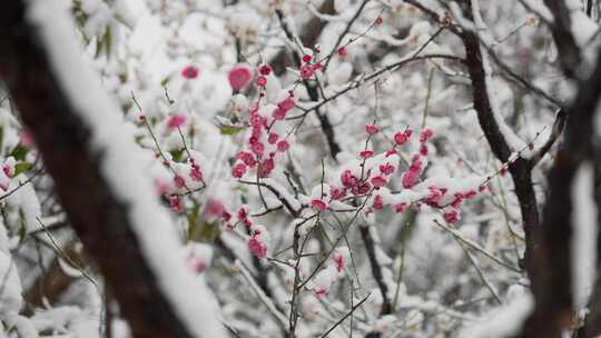 春天公园里雪中盛开的梅花空境升格