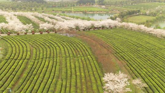 茶园里的樱花树