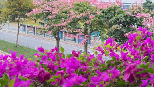 花丛中 深圳马路车辆 公交站 