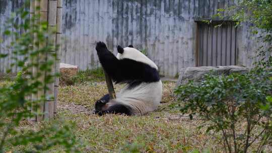 2024广州动物园游览游客大熊猫雅一