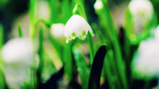 白色花朵微距特写