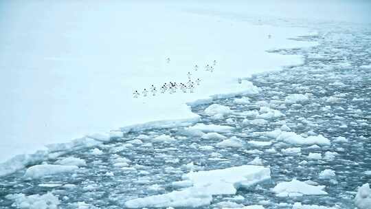 企鹅在冰雪上行走