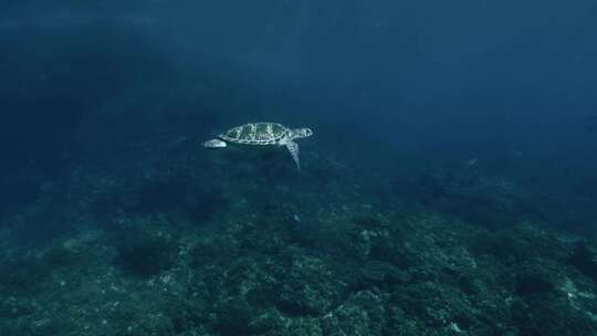 水下，海龟，海洋生物，海