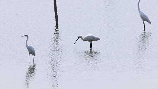 白琵鹭、白鹭吃鱼视频素材模板下载