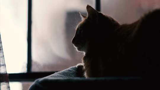 窗外雪花飞舞下雪橘猫狸花猫宠物宁静孤独