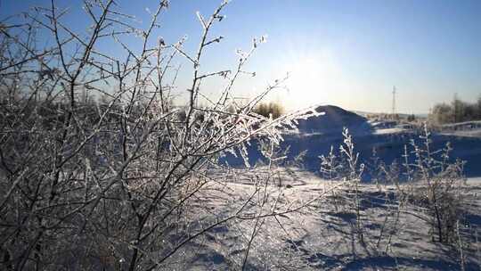 冬天雪地上逆光下的冰雪树挂树枝