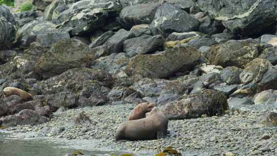 两只海狮张着嘴在一堆岩石上玩耍。