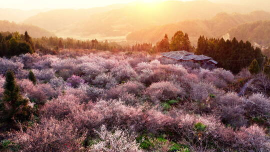 金色夕阳下唯美的梅花园